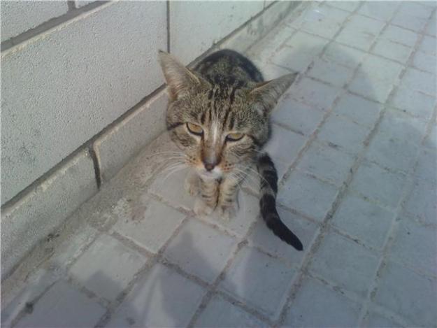 Gatito con inmuno,urgente¡¡¡¡