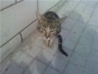 Gatito con inmuno,urgente¡¡¡¡ - mejor precio | unprecio.es