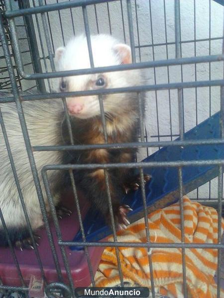 OFREZCO HURON MACHO PARA MONTAS