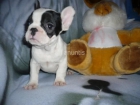 BULL DOG FRANCES LINDOS CACHORROS madrid - mejor precio | unprecio.es