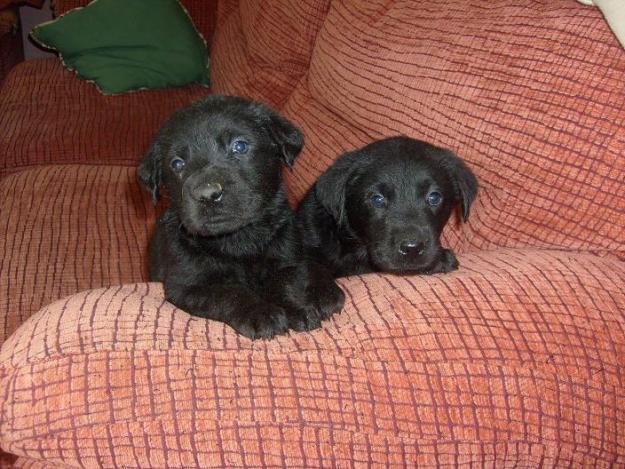 CACHORRITOS DE LABRADOR