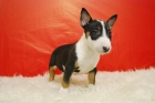 Primera calidad, Cachorros bull terrier, ejemplares con pedegree - mejor precio | unprecio.es