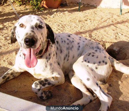Residencia canina y semilibertad para tu perro