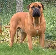 seguros perros peligrosos