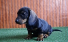 Teckel Miniatura cachorritos machos & hembras - mejor precio | unprecio.es