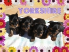 yorkshire toy - mejor precio | unprecio.es