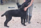 Adopta a Mozart - mejor precio | unprecio.es