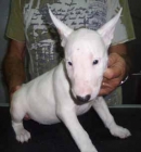 bullterrier mini - mejor precio | unprecio.es