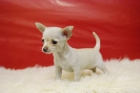 Cachorritos de Chihuahua nacional, con pedigre . Loe - mejor precio | unprecio.es