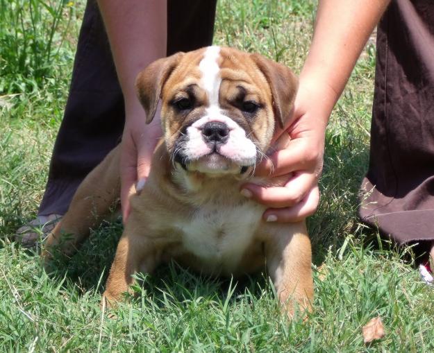 CACHORROS DE BULLDOG INGLES