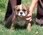 CACHORROS DE BULLDOG INGLES - mejor precio | unprecio.es
