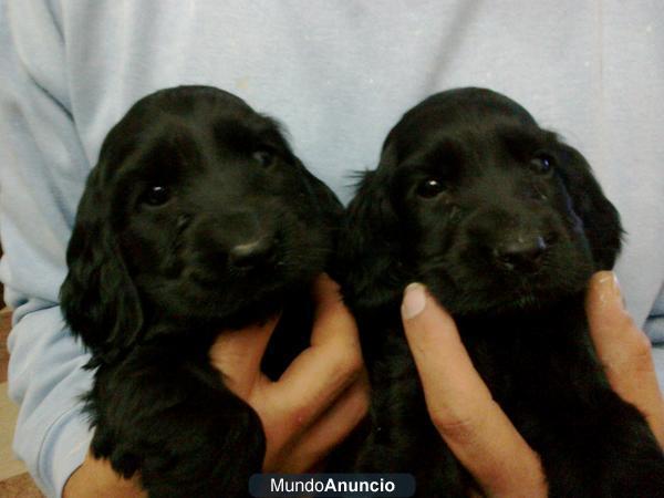 cachorros preciosos