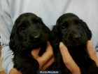 cachorros preciosos - mejor precio | unprecio.es