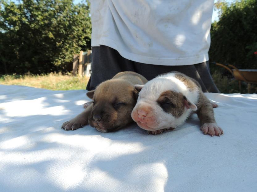 Camada de bandog