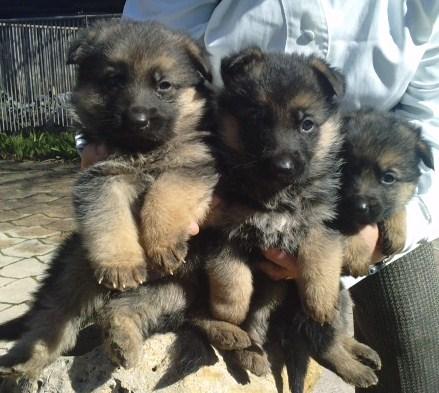 camadas de varias razas de lindos cachorros