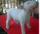 de la conciliación y la mayoría de los bull terrier precioso para una nueva casa - mejor precio | unprecio.es