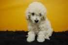 Ejemplar de Caniche { Machos y Hembras Disponibles } ||ALTA CALIDAD CON GARANTIAS|| - mejor precio | unprecio.es