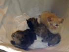 gatitos madre persa - mejor precio | unprecio.es