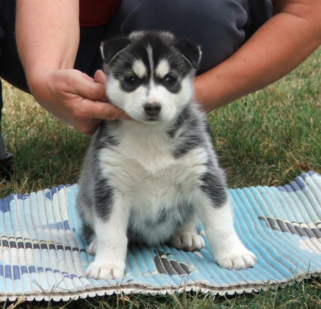 Lindo y adorable cachorro de husky siberiano para su aprobación a un buen hogar.