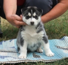 Lindo y adorable cachorro de husky siberiano para su aprobación a un buen hogar. - mejor precio | unprecio.es