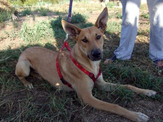 LUNA en adopción
