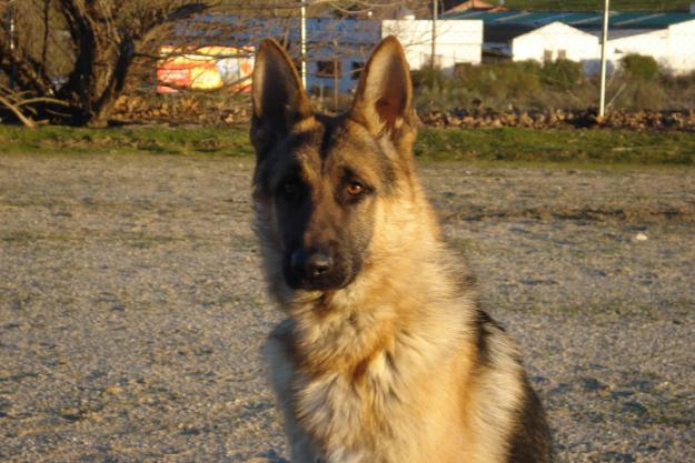 Pastores alemanes, Rottweilers y labrador