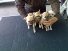 Vendo Chihuahuas auténtico  tel. 625666460 - mejor precio | unprecio.es