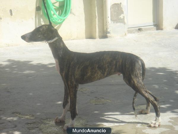 galgos españoles muy guapos y con mucha raza de perros mataores de liebres