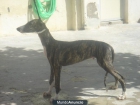 galgos españoles muy guapos y con mucha raza de perros mataores de liebres - mejor precio | unprecio.es