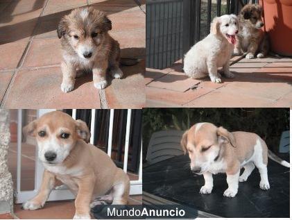 5 cachorritos malviviendo sin agua ni comida