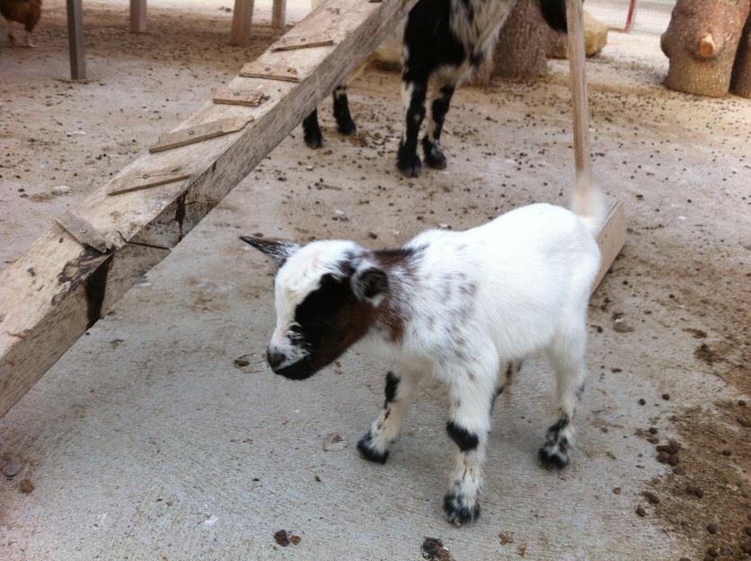 Cabra enana pigmea mini muy pequeña recien nacida