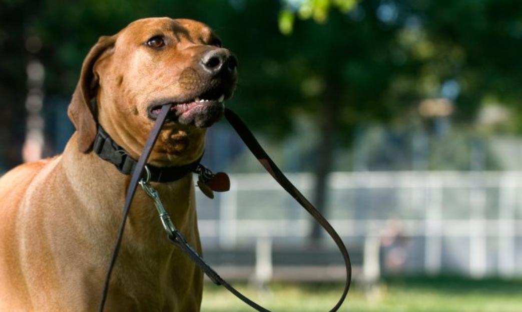 Paseo a tu perro