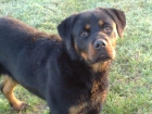 rottweiler cachorro macho LOE 8 meses - mejor precio | unprecio.es