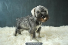 Schnauzer miniatura, cachorritos de dos meses con pedigre - mejor precio | unprecio.es
