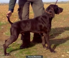 Cachorros Braco Alemán Afijo \"Del Valle Del Guadalquivir\" - mejor precio | unprecio.es