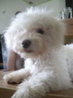 bichon frise busca novia - mejor precio | unprecio.es