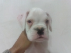 boxer cachorros blancos - mejor precio | unprecio.es