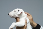 bull terrier hijo de multi ch - mejor precio | unprecio.es