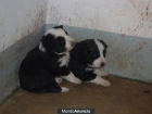 Cachorros Border Collie - mejor precio | unprecio.es