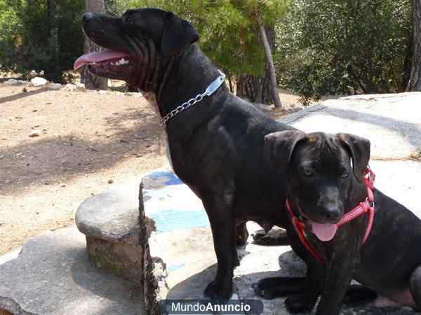 Cachorros de American Stanford de Pura Raza