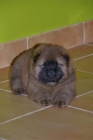 cachorros de chow chow - mejor precio | unprecio.es