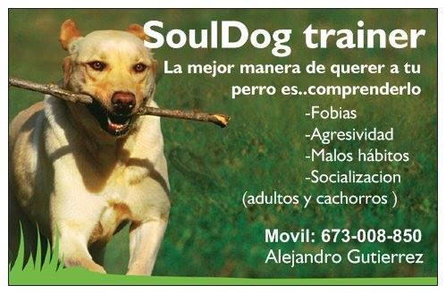 curso 2014 aprende a entender a tu perro