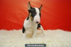 Disponible bull terrier miniatura, toda la camada al completo¡¡ AUNTENTICOS - mejor precio | unprecio.es