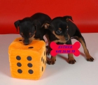 Económicos Mini Pincher, cachorros de dos meses - mejor precio | unprecio.es