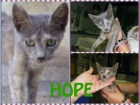 HOPE, gatita mezcla de azul ruso necesita hogar - mejor precio | unprecio.es