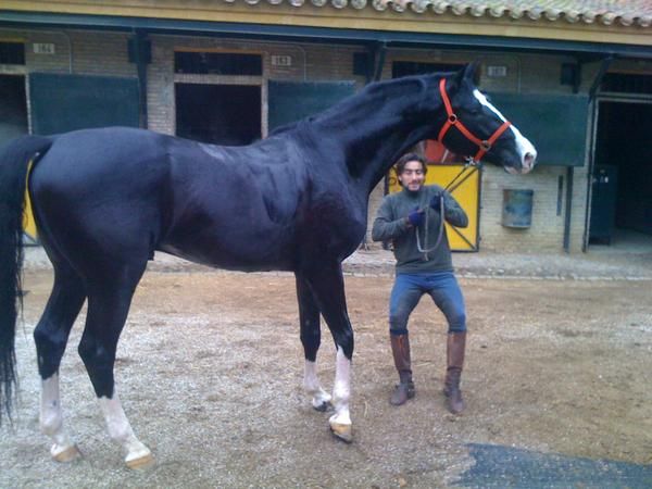 KWPN NEGRO CUATRALVO  CABALLO DE DEPORTE