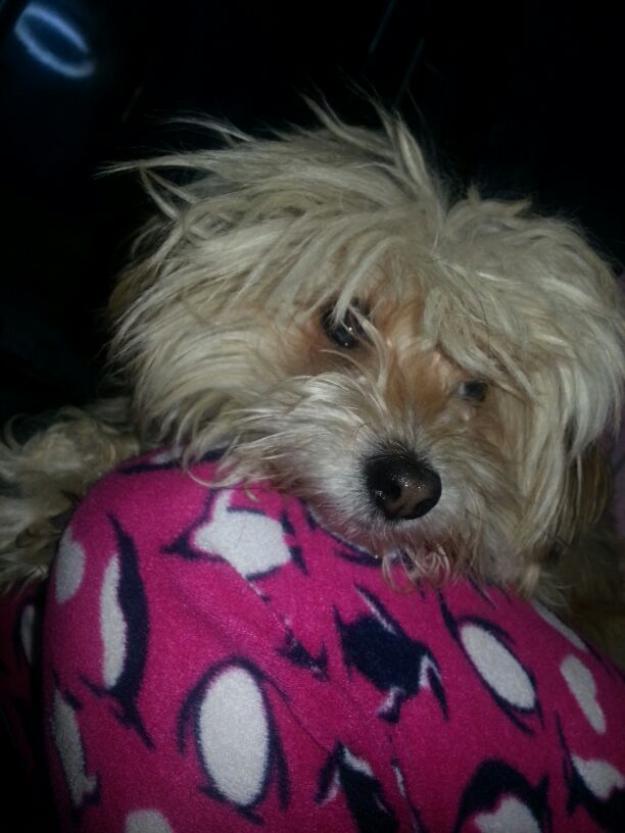 mezcla de bichon maltes para monta