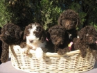 PERROS DE AGUAS DE PURA RAZA 150 EUROS - mejor precio | unprecio.es