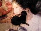 se vende cachorro de yorkshire - mejor precio | unprecio.es