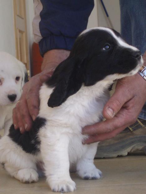 vendo cachorros de cocker